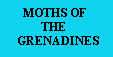 Click here to go 
to the sister website 
'Moths of the Grenadines' 