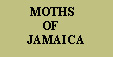 Click here to go 
to the sister website 
'Moths of Jamaica' 