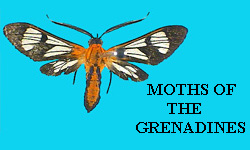 MOTHS OF THE GRENADINES