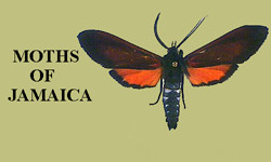 MOTHS OF JAMAICA