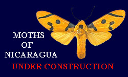 MOTHS OF NICARAGUA