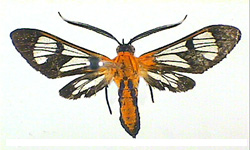 Cosmosoma hypocheilus
- a Tiger Moth (Arctiidae) 
endemic to St. Vincent & the 
Grenadines