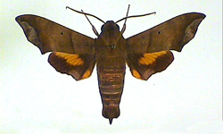 Perigonia lusca - one of the
 20 or so species of Hawk Moths
(Sphingidae) found in the Grenadines.
This species is endemic to the 
islands of the Caribbean.