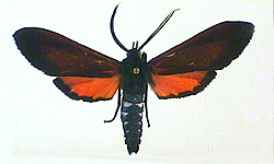 Empyreuma anassa: one of the  70  or
so species of Tiger Moths (Arctiidae) 
found in Jamaica