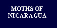 Click here to go 
to the sister website 
'Moths of Nicaragua' 