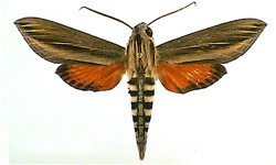 Phryxus caicus: one of the 
45 or so species of Hawk Moths
(Sphingidae) found in Jamaica