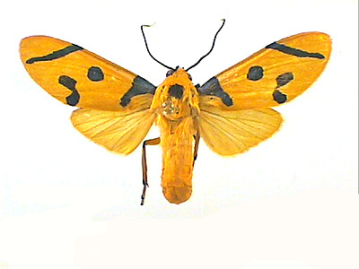 Emurena tripuncata:
one of the species of Tiger Moths
(Arctiidae) found in Nicaragua.  
Click on this image to go to a 
colour plate illustrating a 
selection of the most beautiful
moths from Nicaragua.