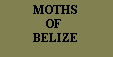 Click here to go 
to the sister website 
'Moths of Belize' 