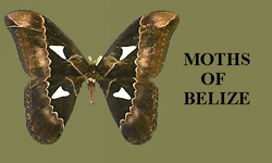 MOTHS OF BELIZE